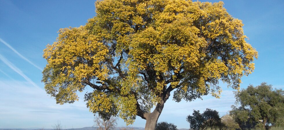 Reserva_Biosfera_Meseta_Ib_rica