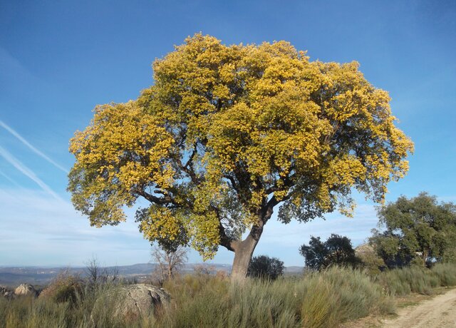 Reserva_Biosfera_Meseta_Ib_rica