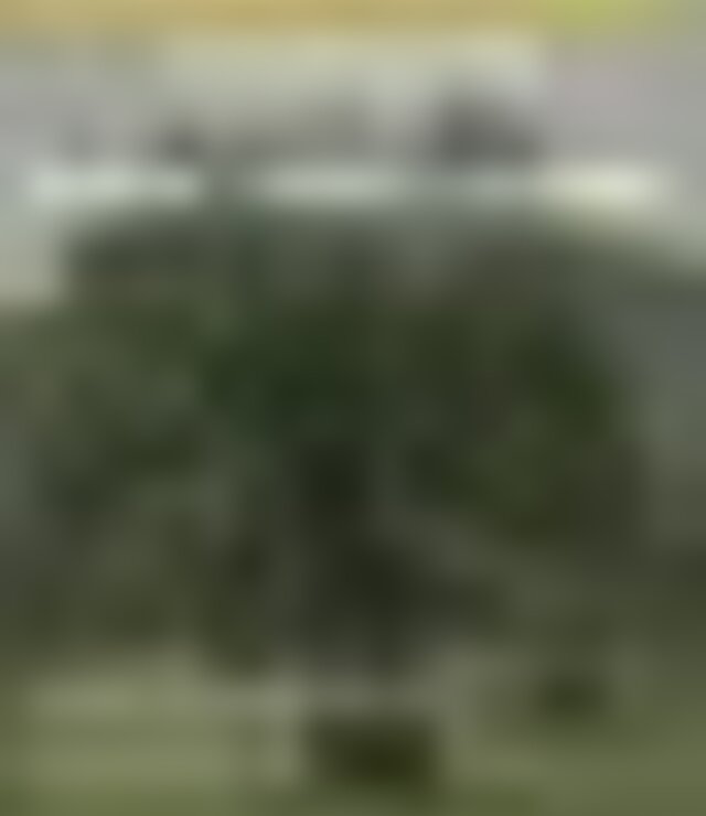 tiny_thumb_cartaz__dia_mundial_da_oliveira_2019