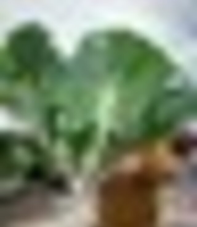 tiny_thumb_couve_penca_mirandela