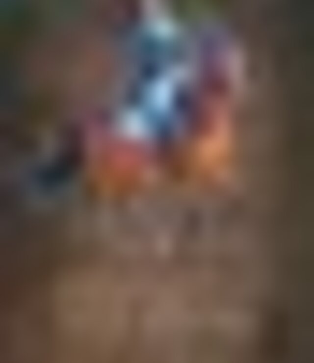 tiny_thumb_espetaculo_equestre_paradela