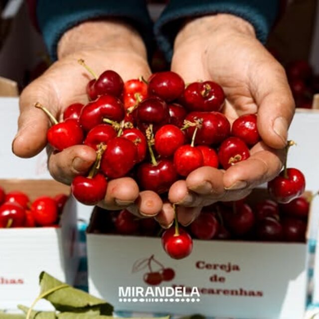 cereja_mascarenhas