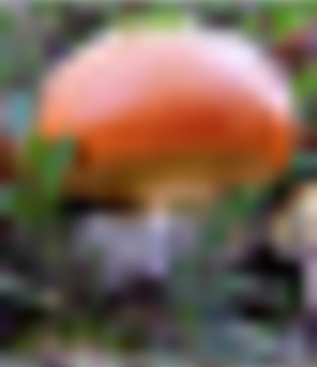 tiny_thumb_Cartaz_Passeio_MicologicoMDL-GeoLobo-Liga_Final