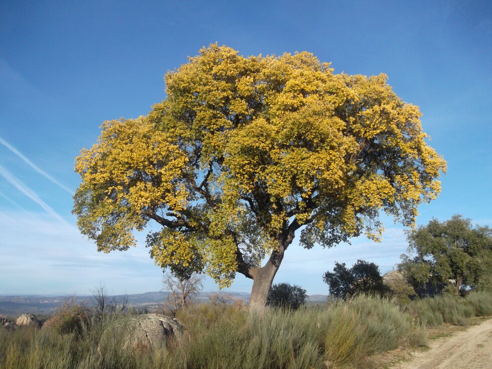 Reserva_Biosfera_Meseta_Ib_rica