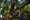 tiny_thumb_olival_e_cortica